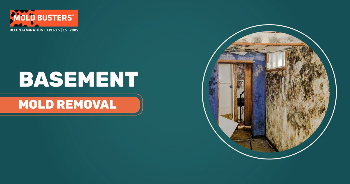 remove basement mold