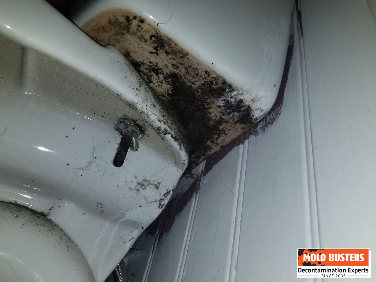 black mold in toilet