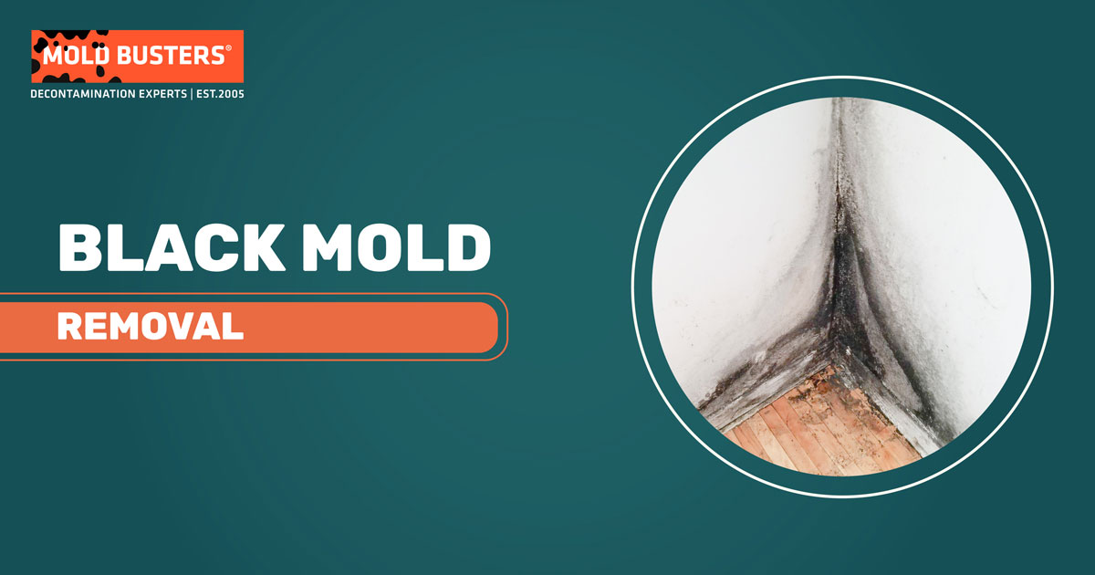 black mold removal service