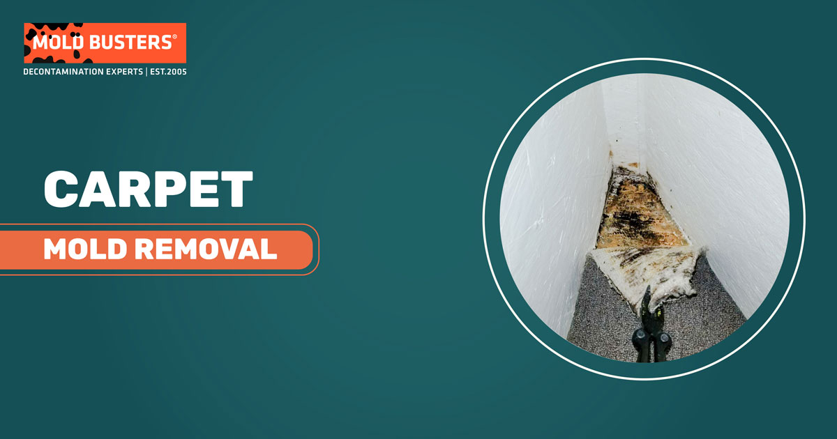 carpet mold removal service