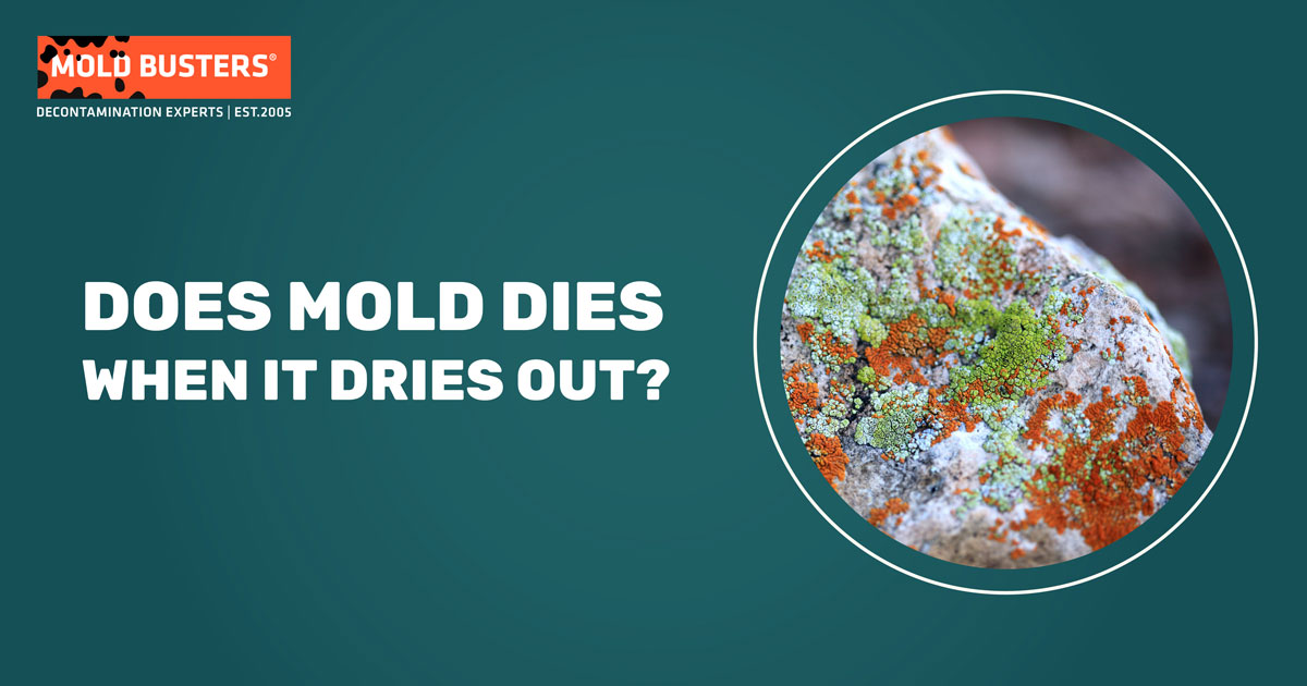 does mold dies when it dries out