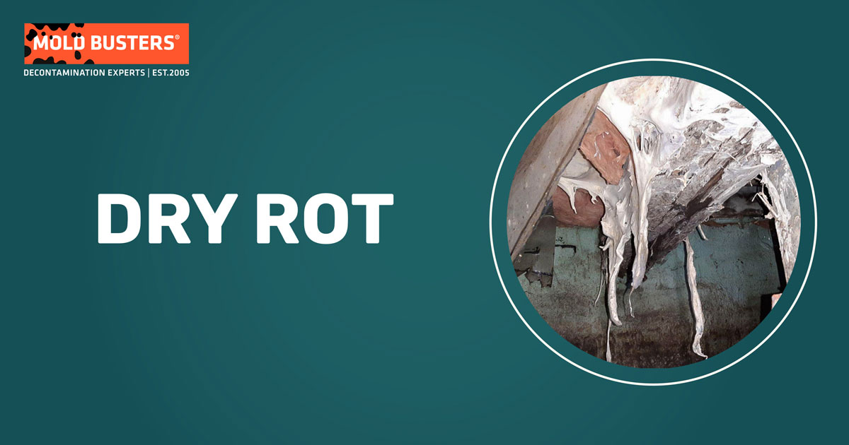 Dry rot fungal damage showing characteristic wood deterioration and structural impact