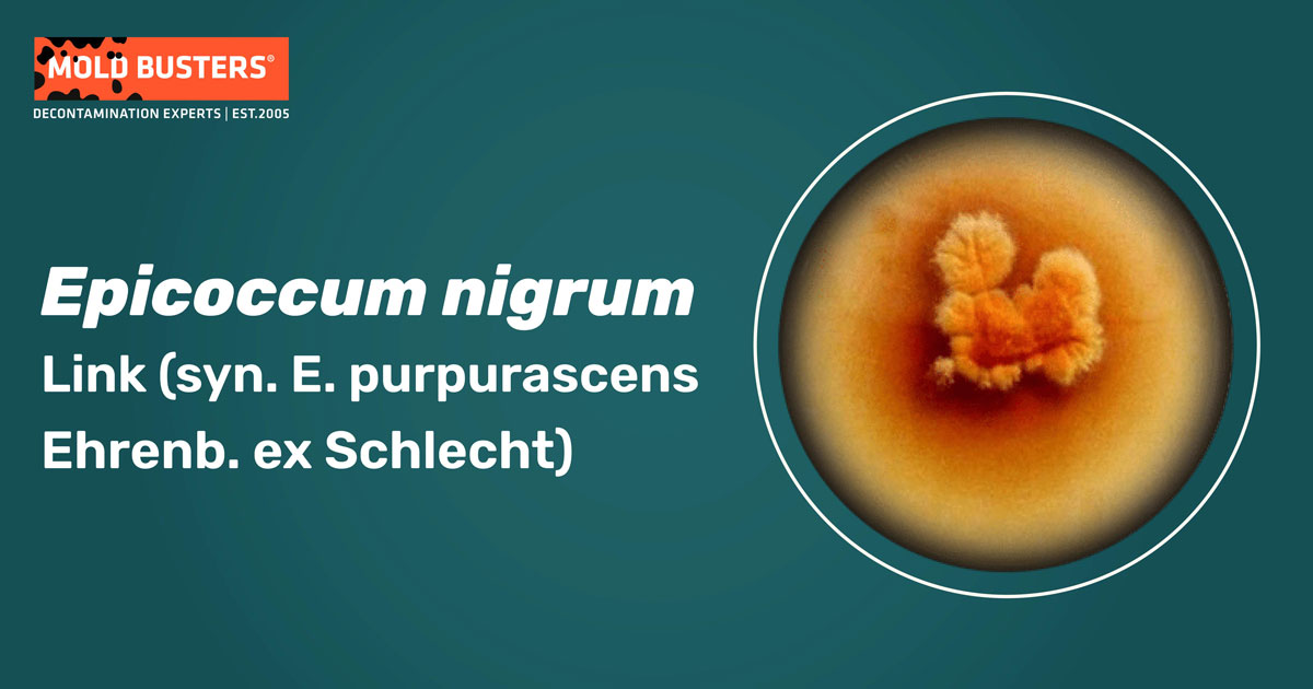 Epicoccum nigrum Epicoccum nigrum