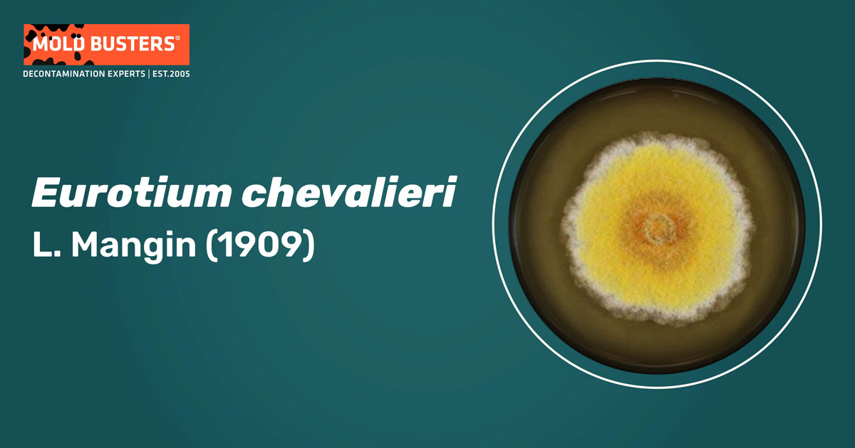 Eurotium chevalieri Eurotium chevalieri