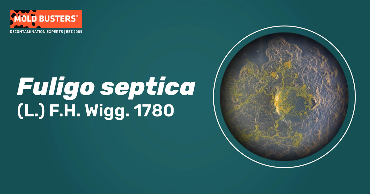 Fuligo septica Fuligo septica