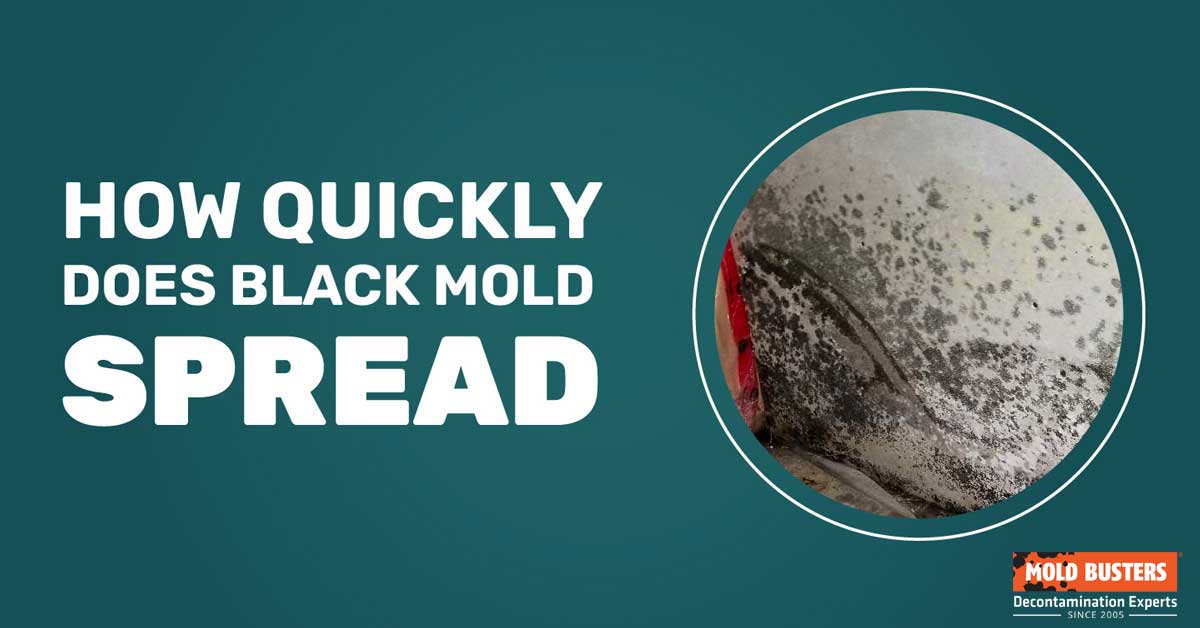 how quickly does black mold spread