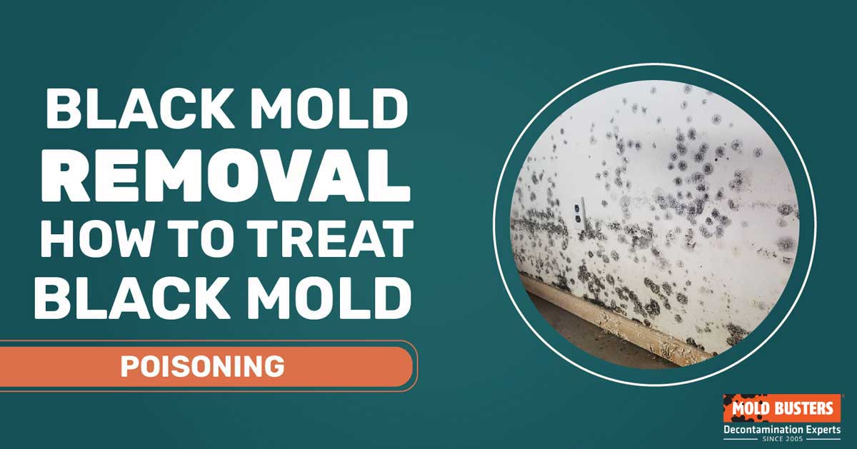 how to treat black mold