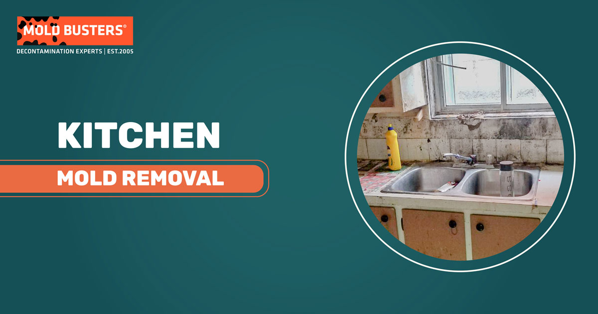 kitchen mold removal service