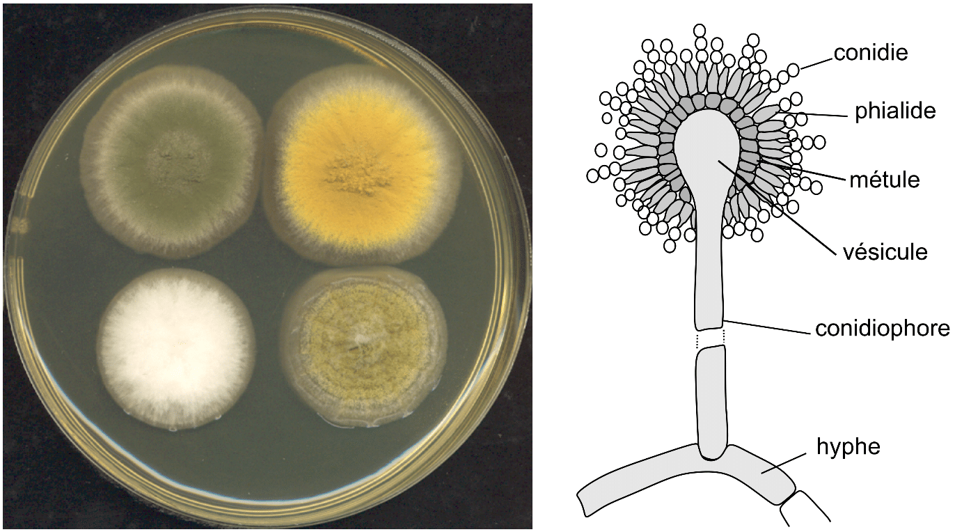 (left) Aspergillus spp. colonies (right) Aspergillus niger conidiophore