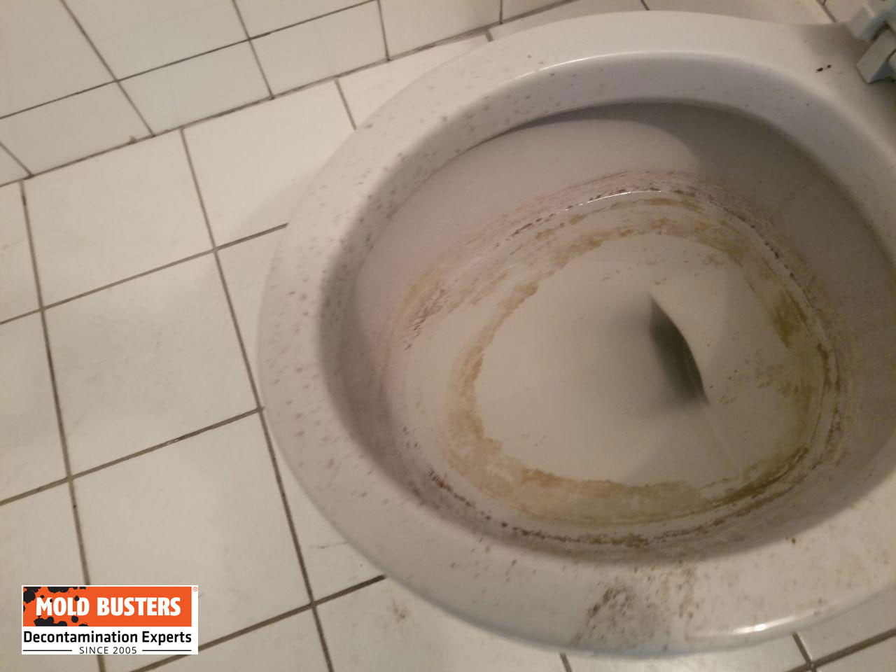 mold in toilet bowl