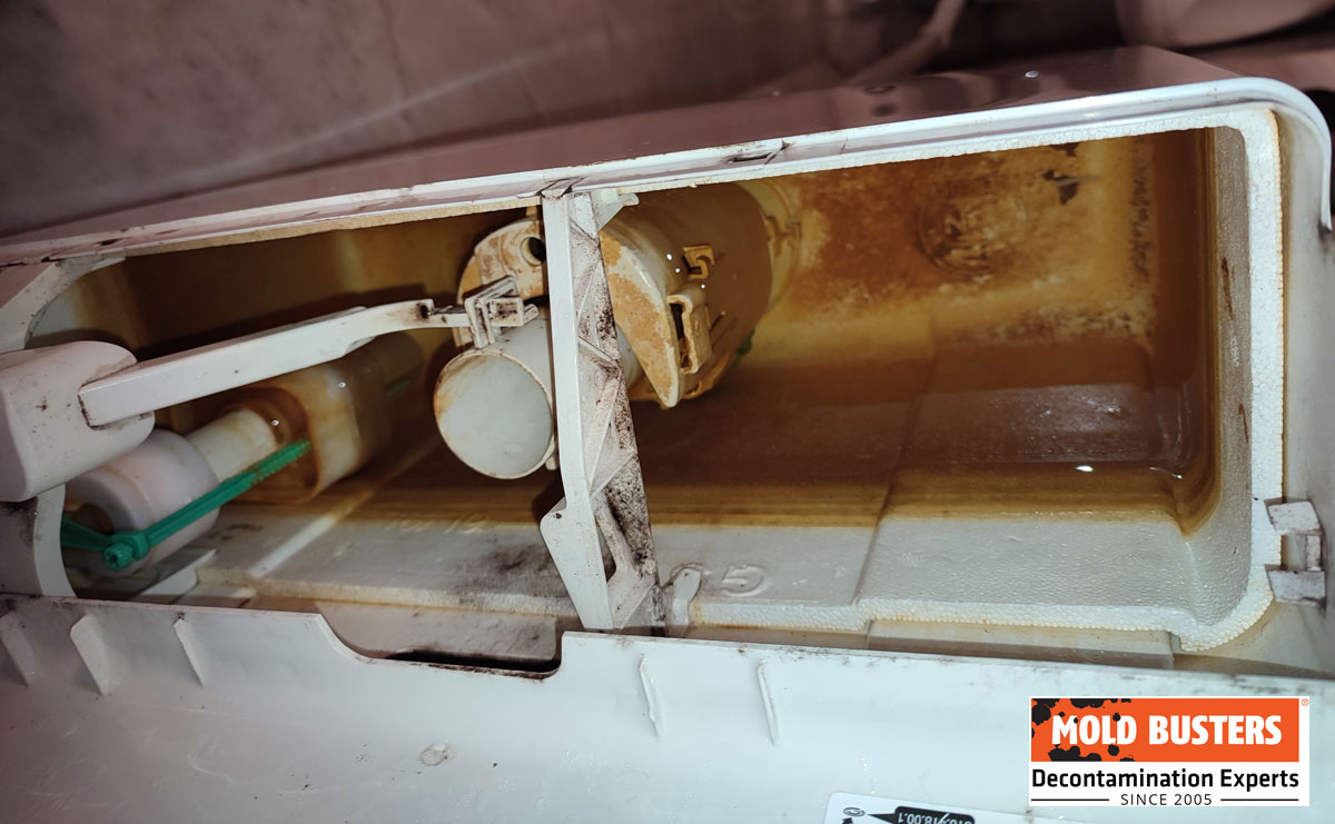 mold in toilet tank