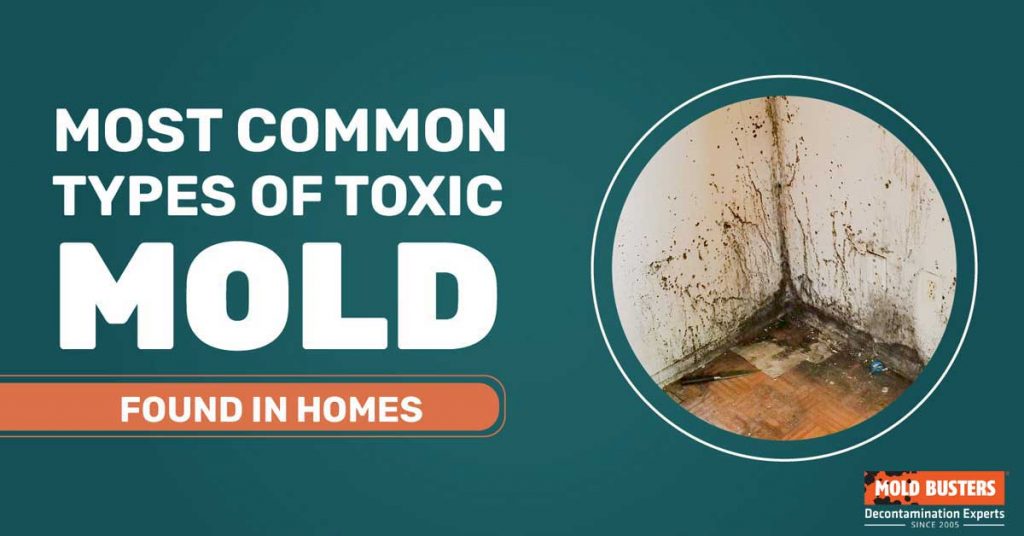 Types of Mold by Health Effects, Toxicity and Color Mold Busters