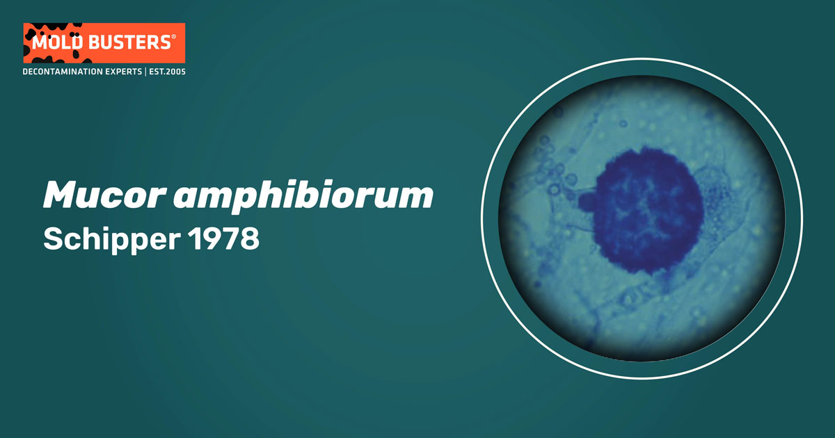 Mucor amphibiorum Mucor amphibiorum