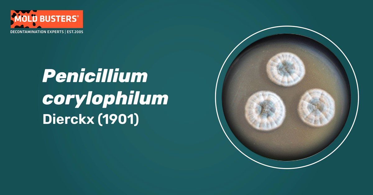 Penicillium corylophilum