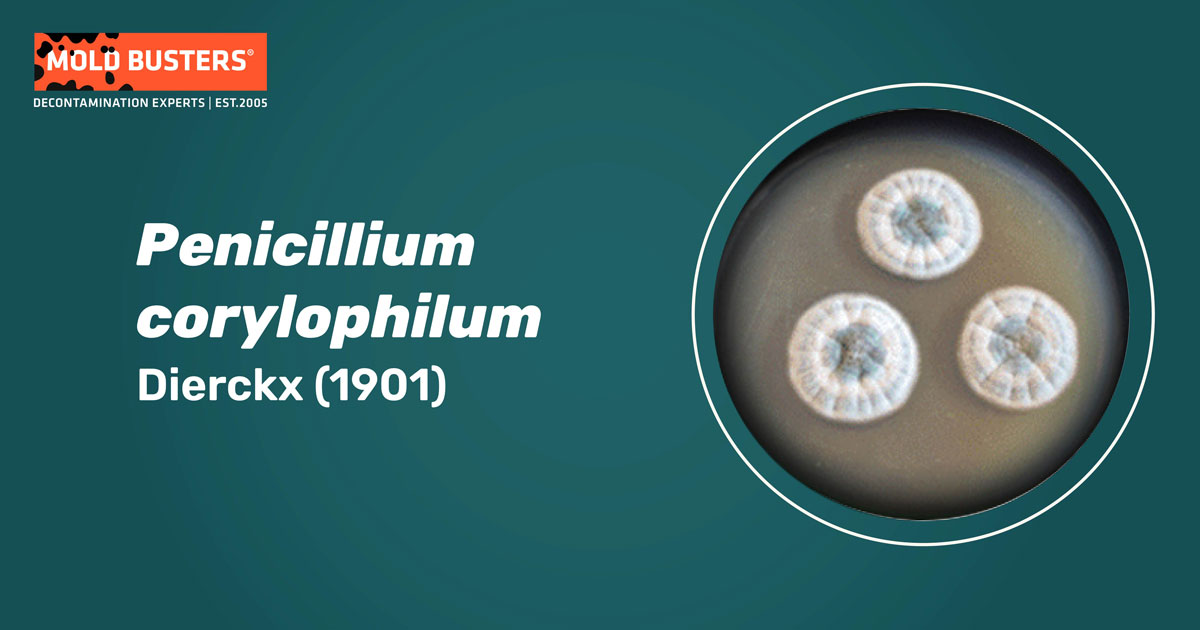 Penicillium corylophilum Penicillium corylophilum