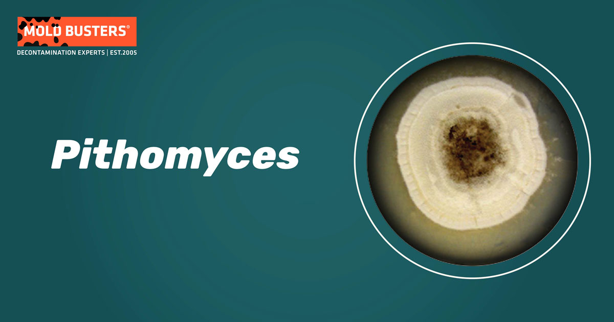 Pithomyces Pithomyces