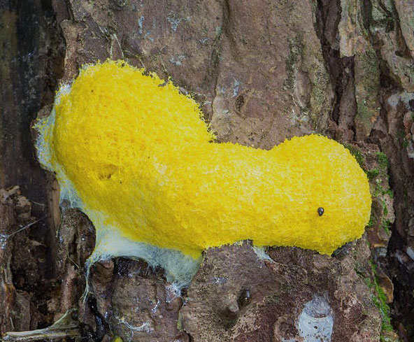 slime mold fuligo septica