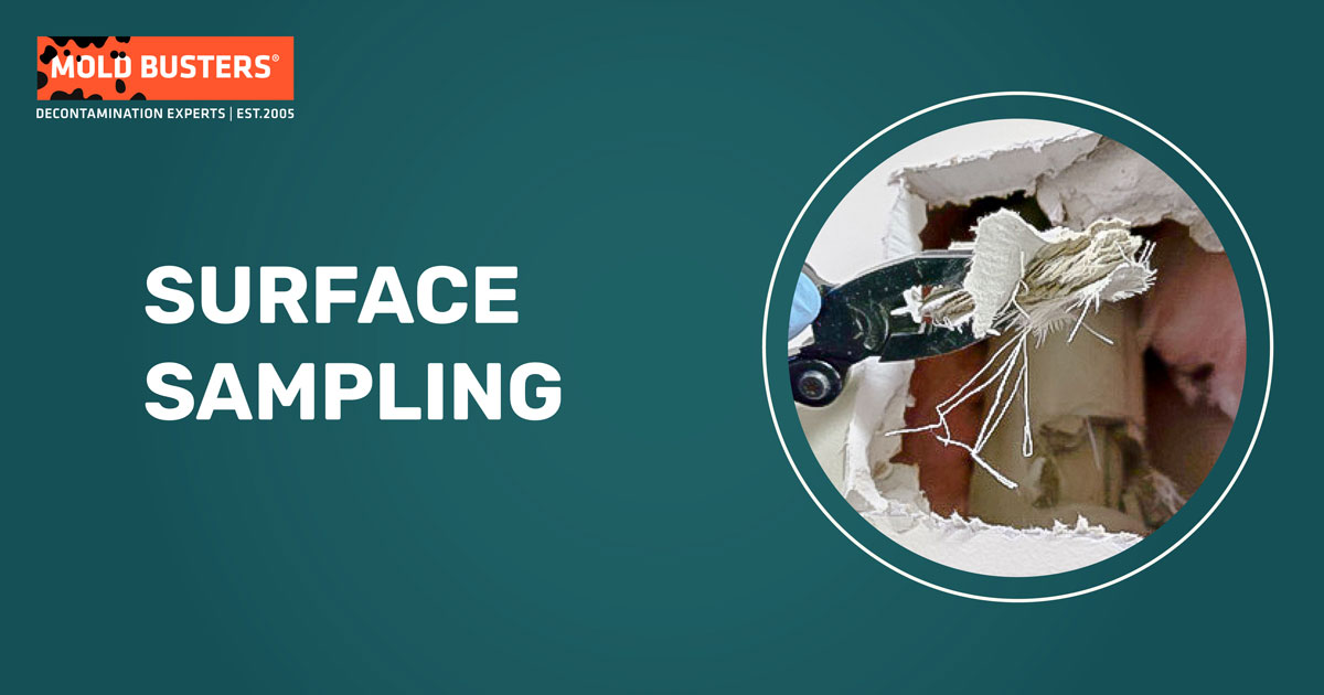 Mold Surface Sampling Service in Ottawa and Montreal Mold Busters
