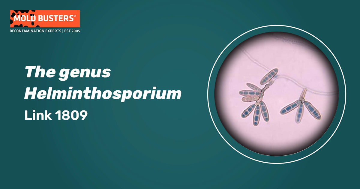 Helminthosporium sp, A penészgomba-allergia okai és tünetei
