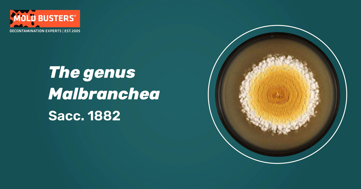 Malbranchea Malbranchea