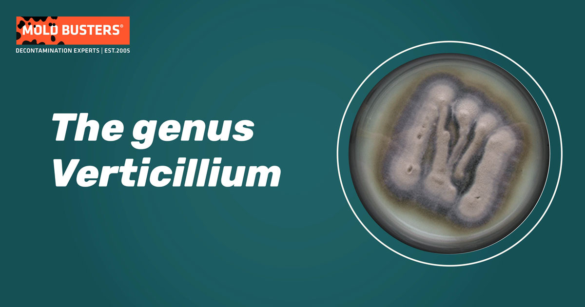 the genus verticillium