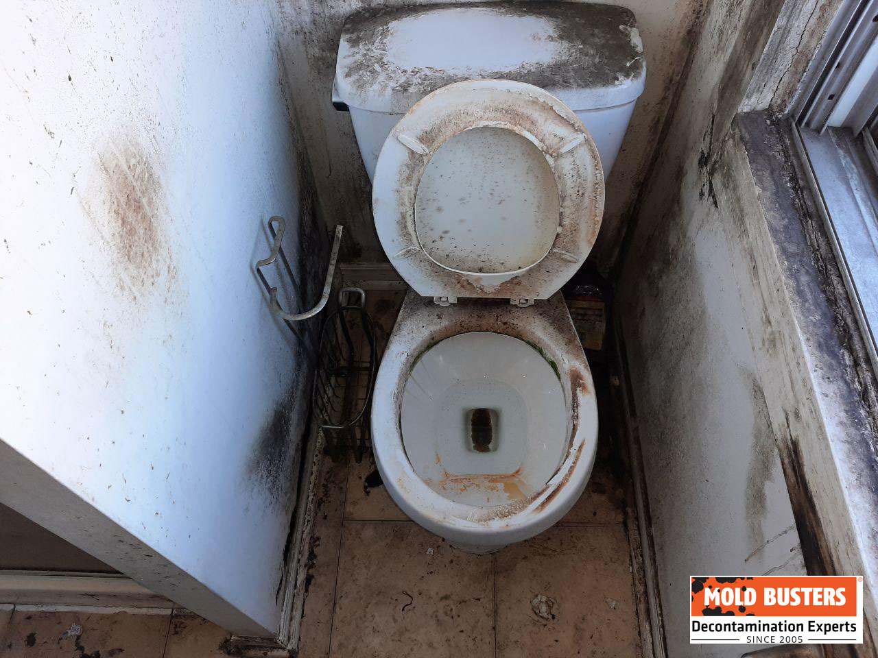 toilet mold