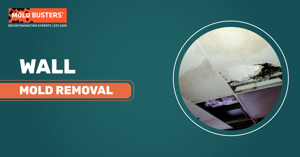 wall mold removal service