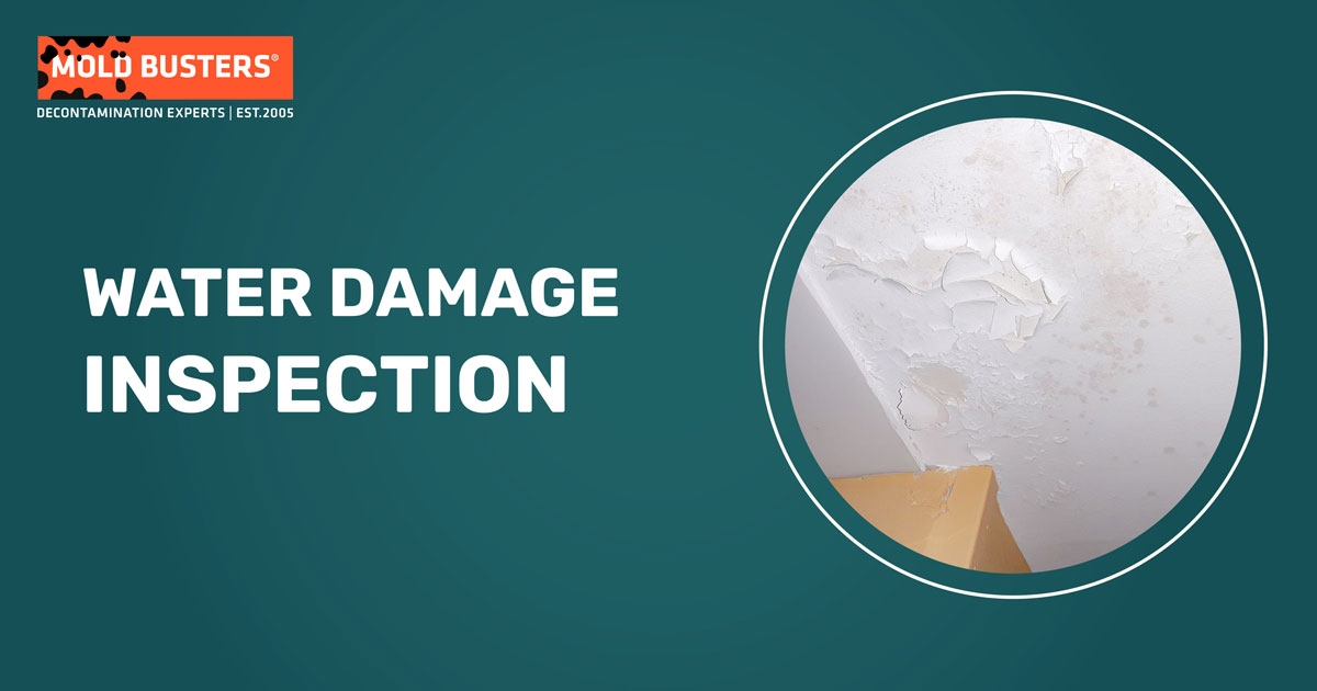 Ottawa & Montreal's Water Damage Specialists Mold Busters