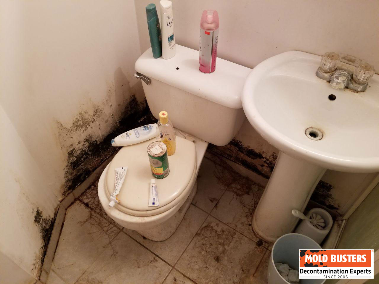 what does mold in toilet look 1