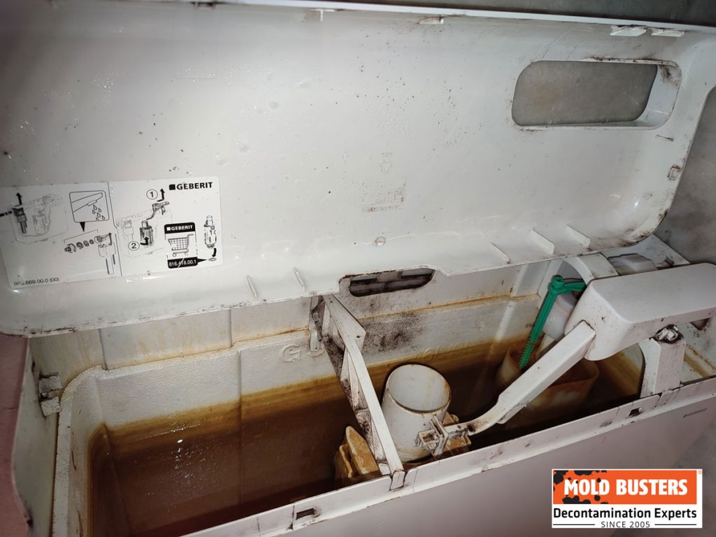 Ultimate Guide to Toilet Mold Causes, Removal, and Prevention