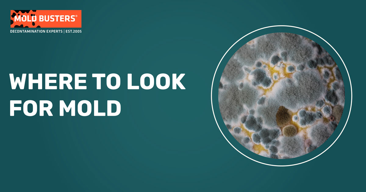 where to look for mold