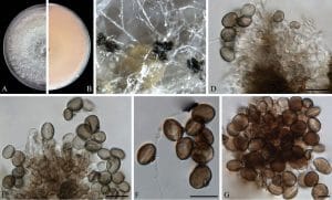 Arthrinium subroseum culture, hyphae and conidia