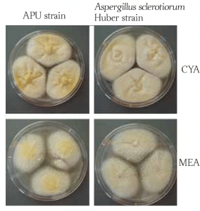 Aspergillus sclerotiorum colonies on different growth media