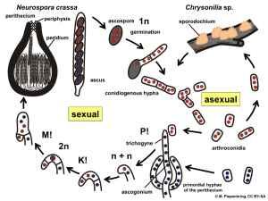Neurospora crassa life cycle