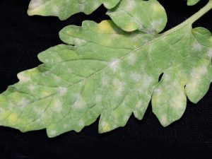 Tomato Powdery mildew