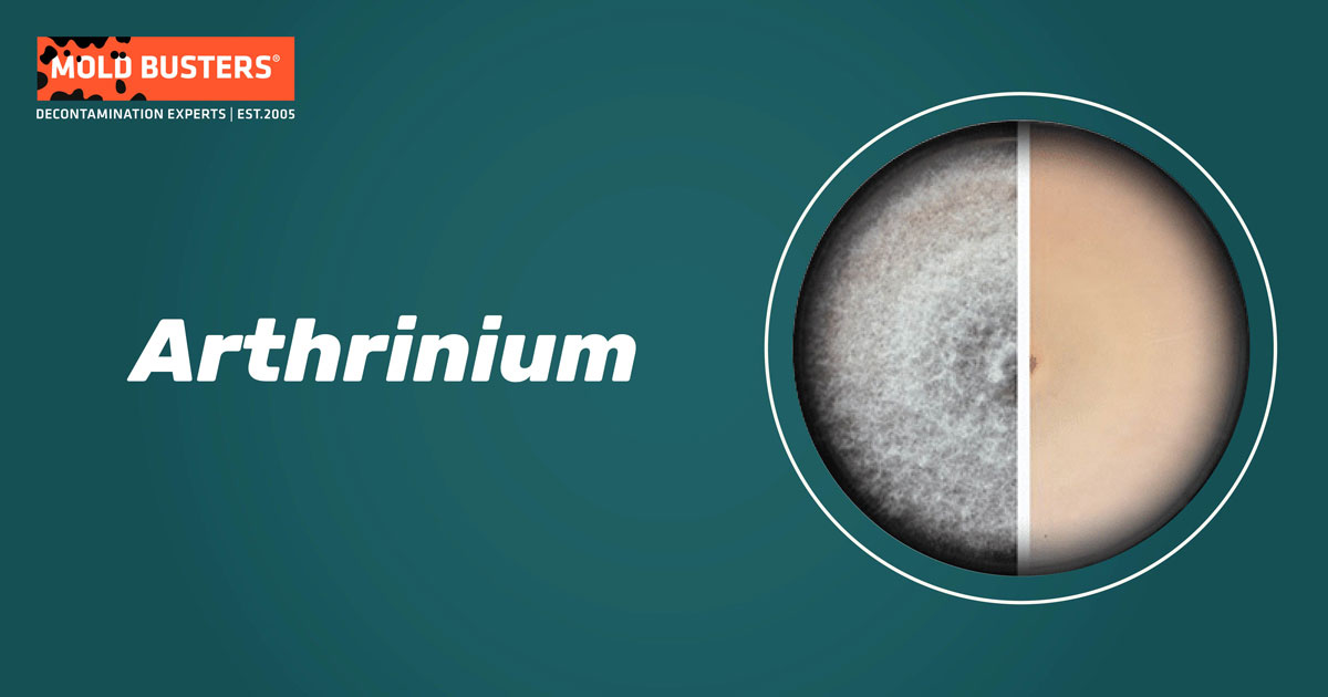 Arthrinium