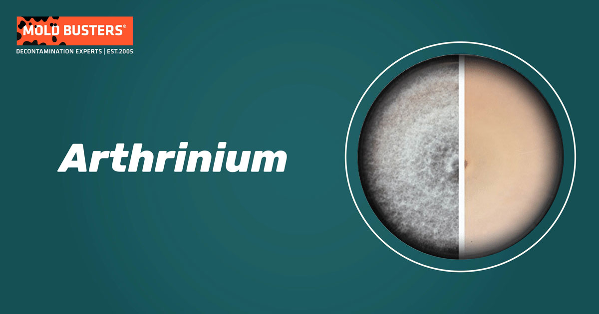 Arthrinium Arthrinium