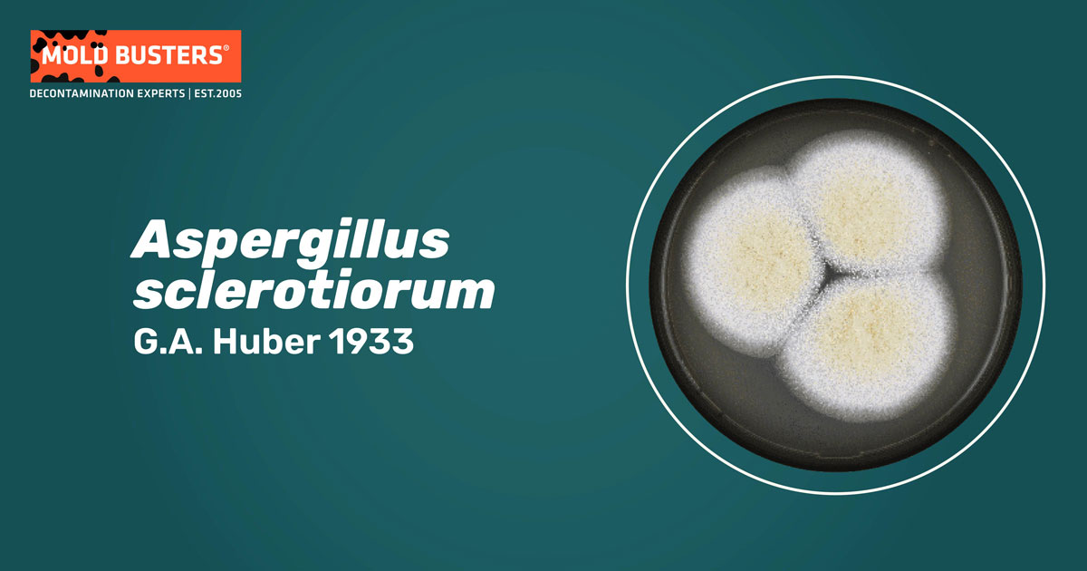 Aspergillus sclerotiorum Aspergillus sclerotiorum