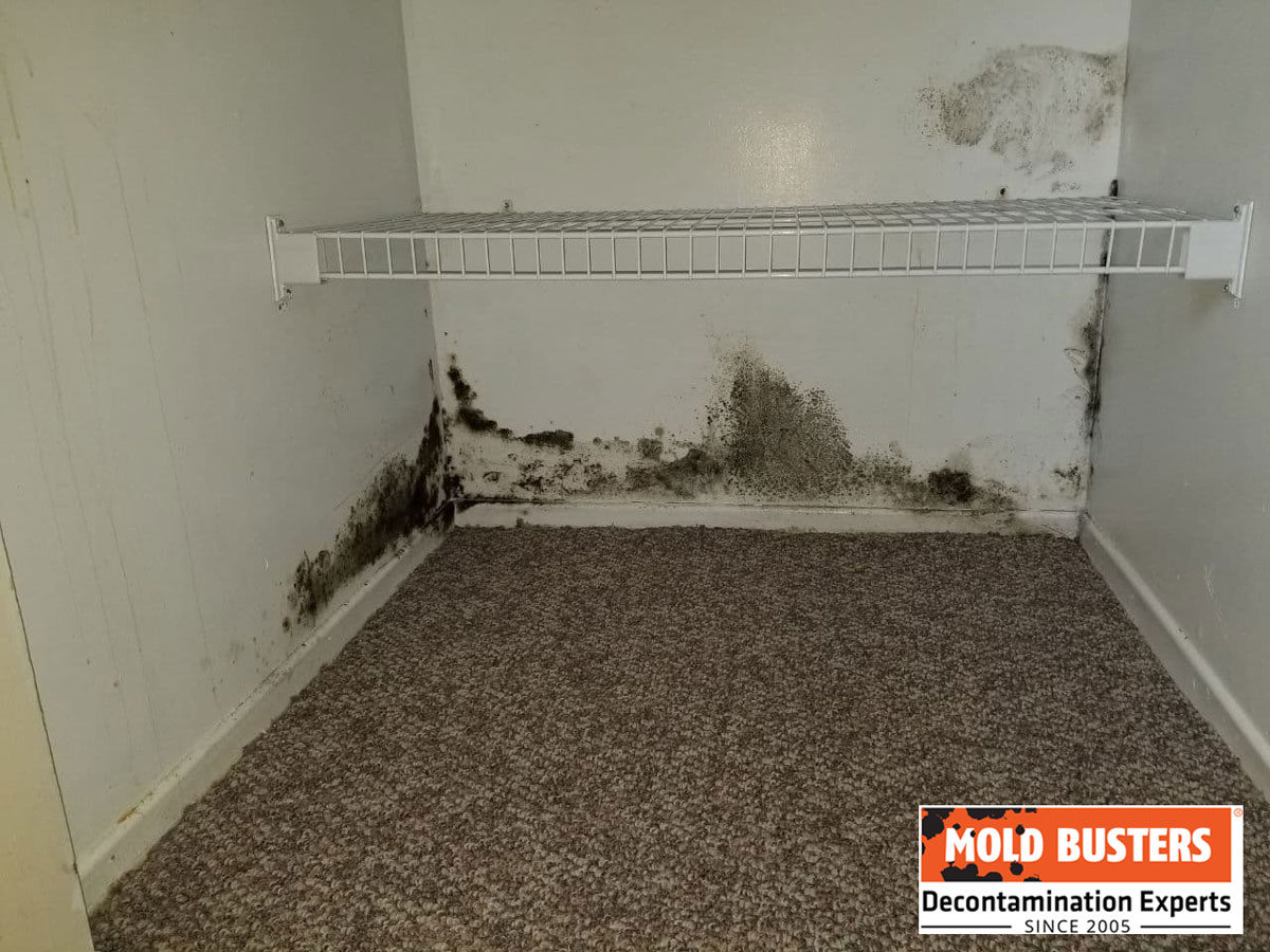 black mold in closet