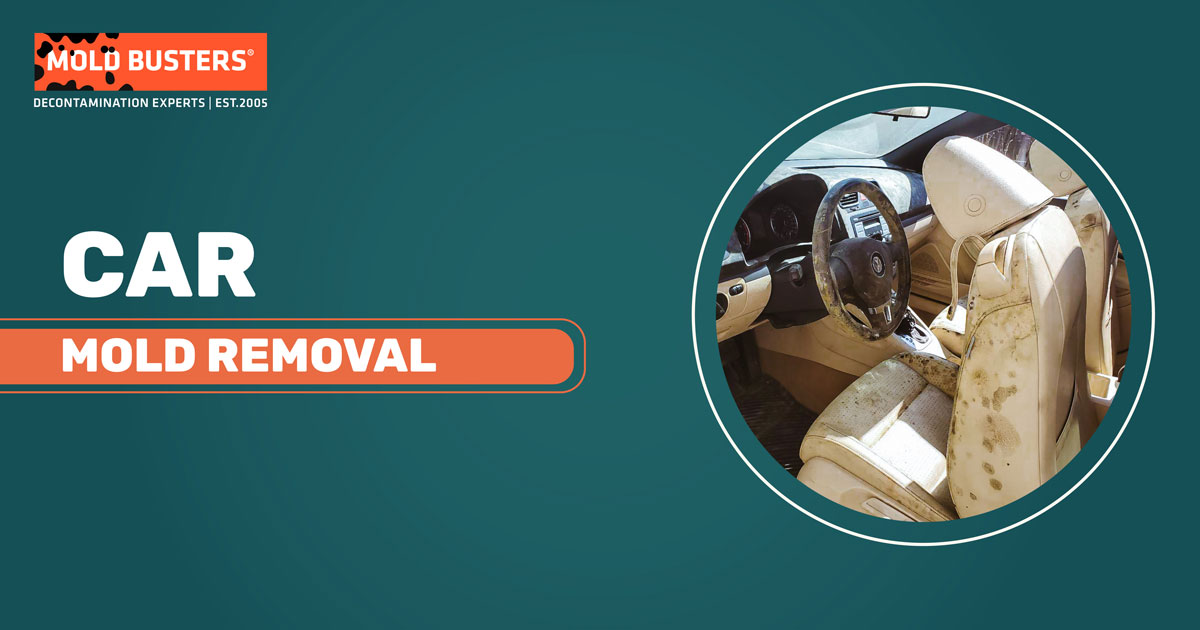 car mold removal service