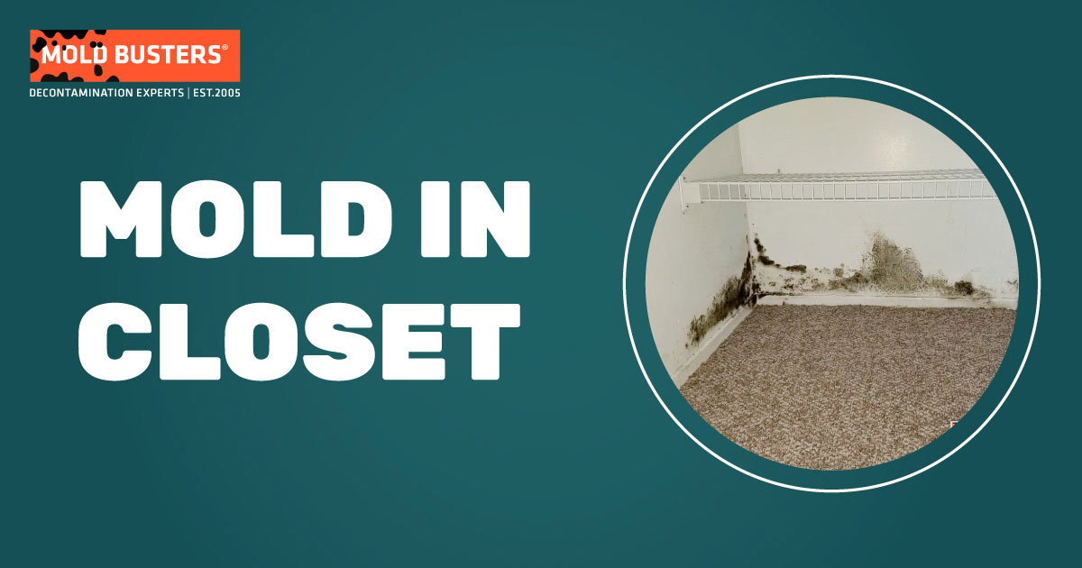 closet mold