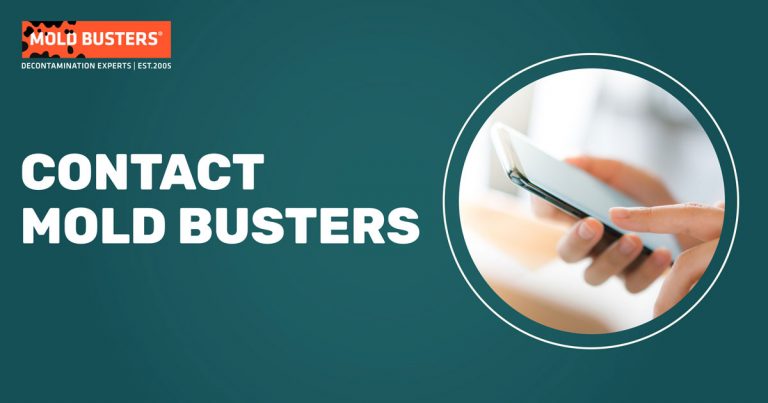 mold busters contact banner