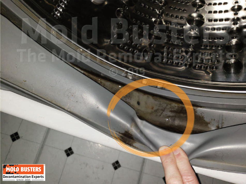 dishwasher mold inspection