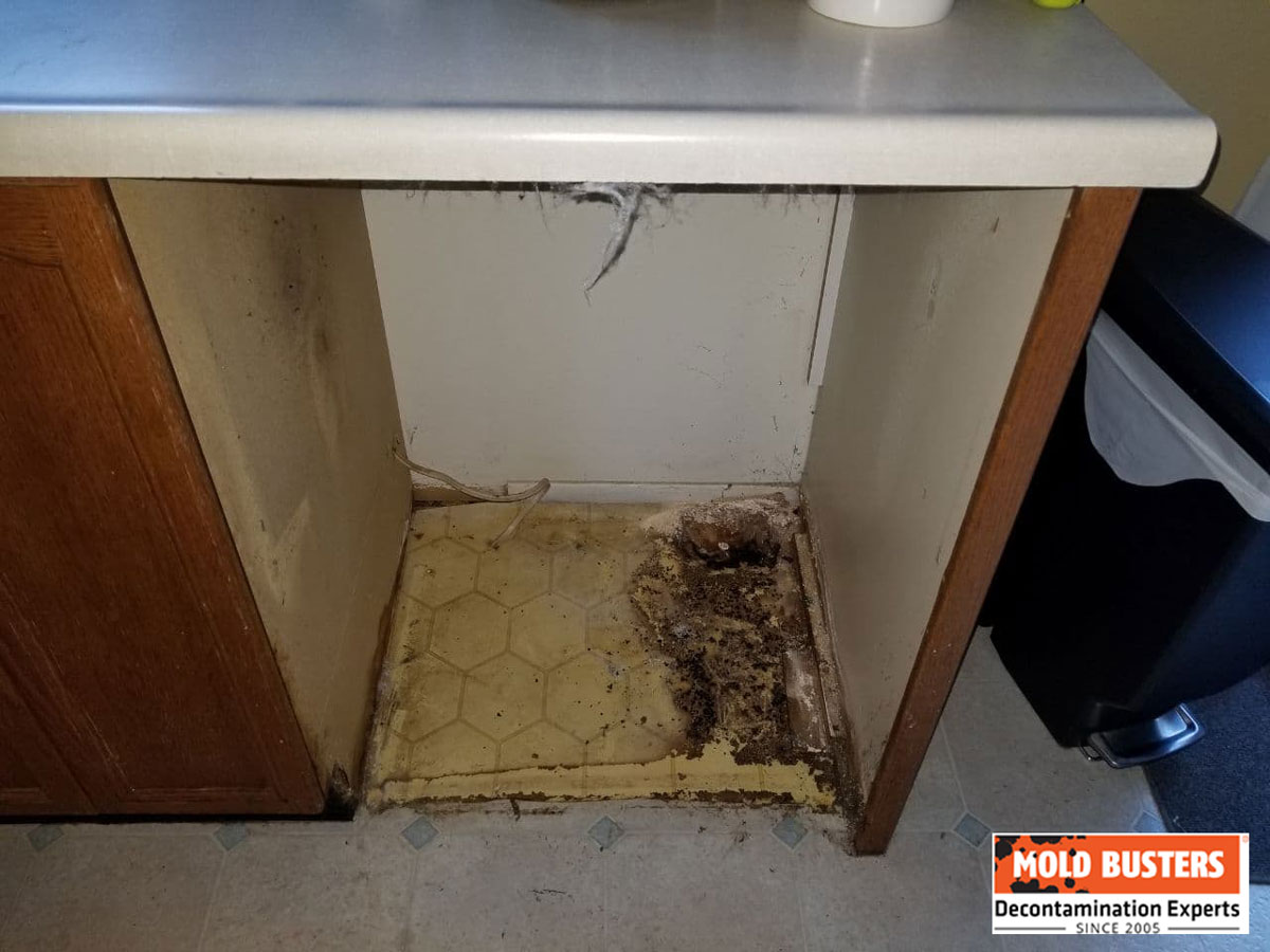 dishwasher mold prevention