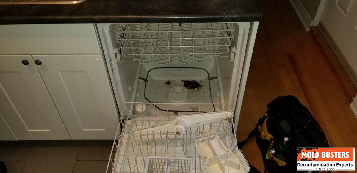 dishwasher mold