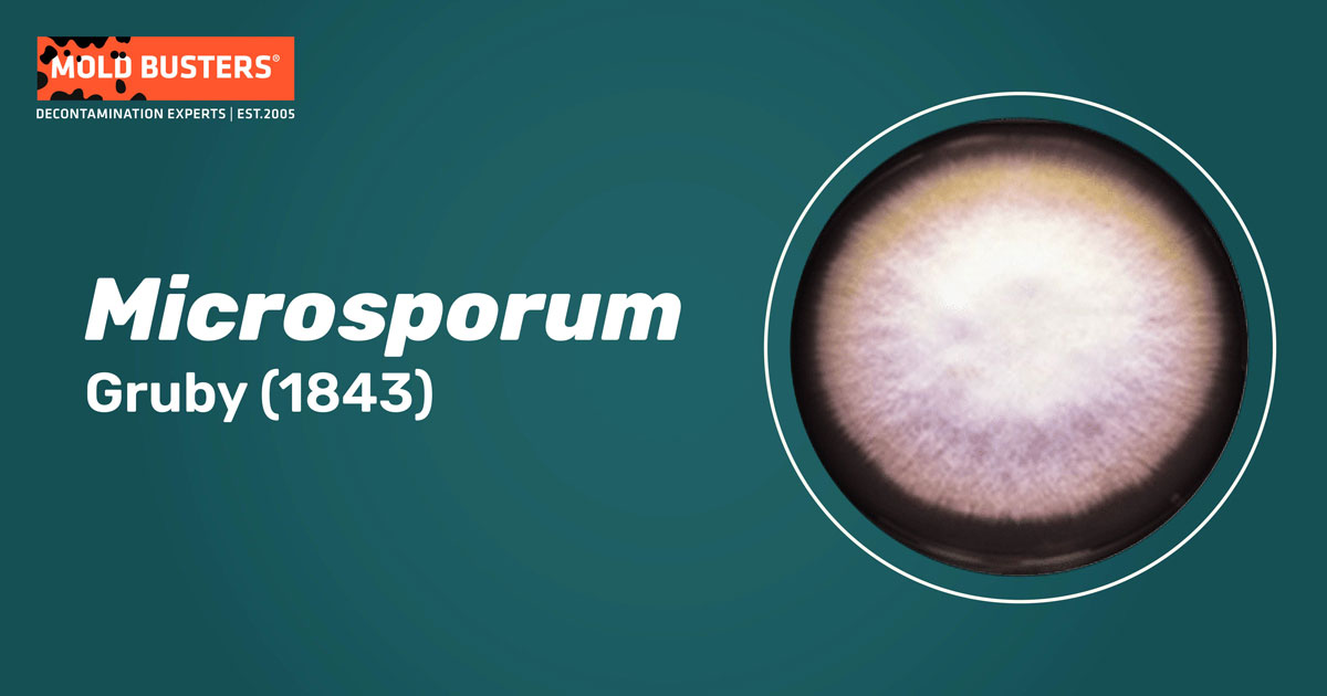 Microsporum Microsporum