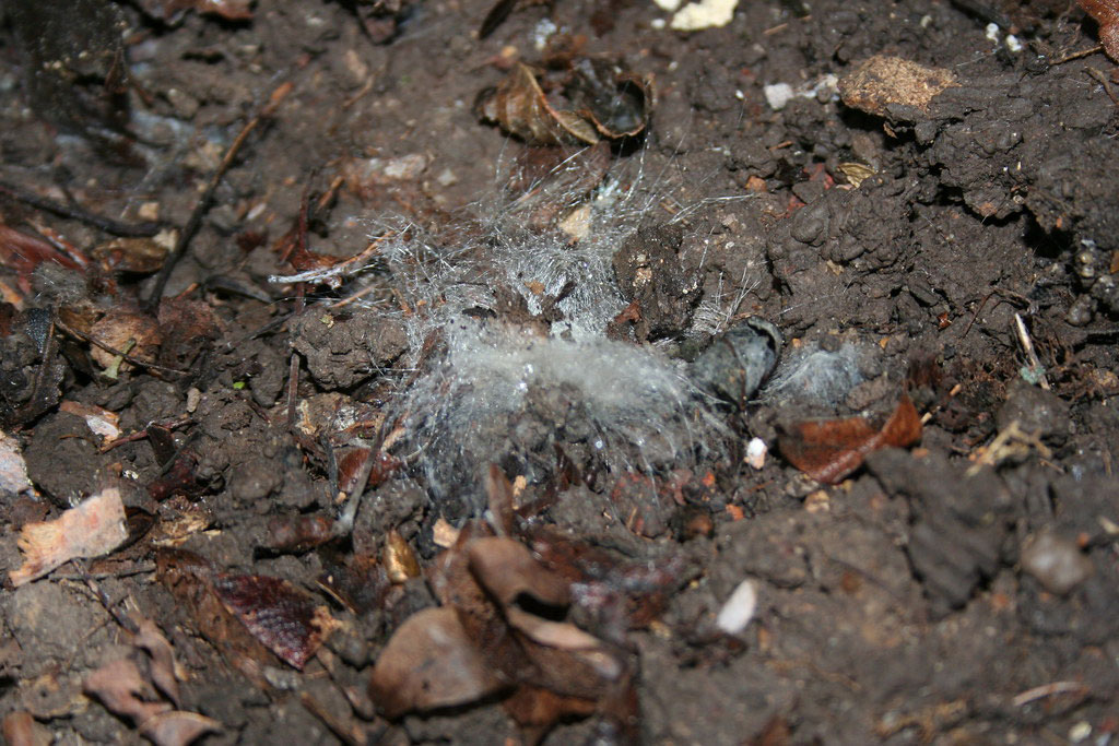 mildew mycelium on ground soil