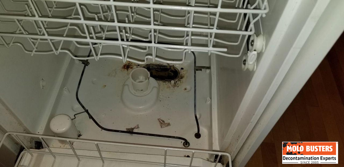 mold-in-dishwasher-causes-and-signs-of-dishwasher-mold