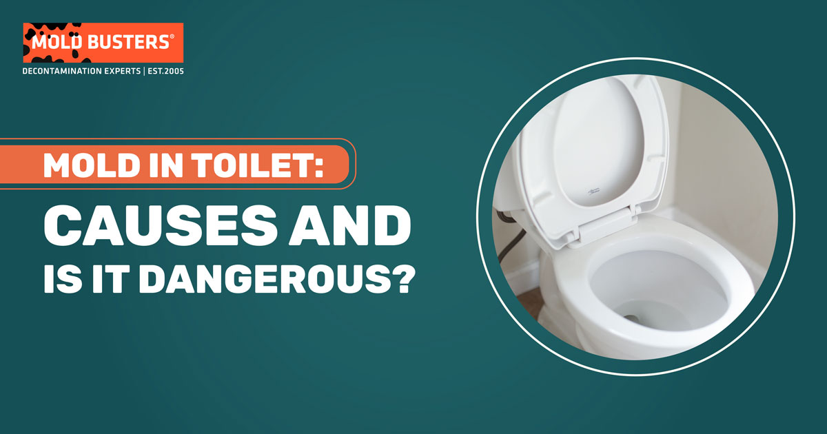mold in toilet causes and dangers