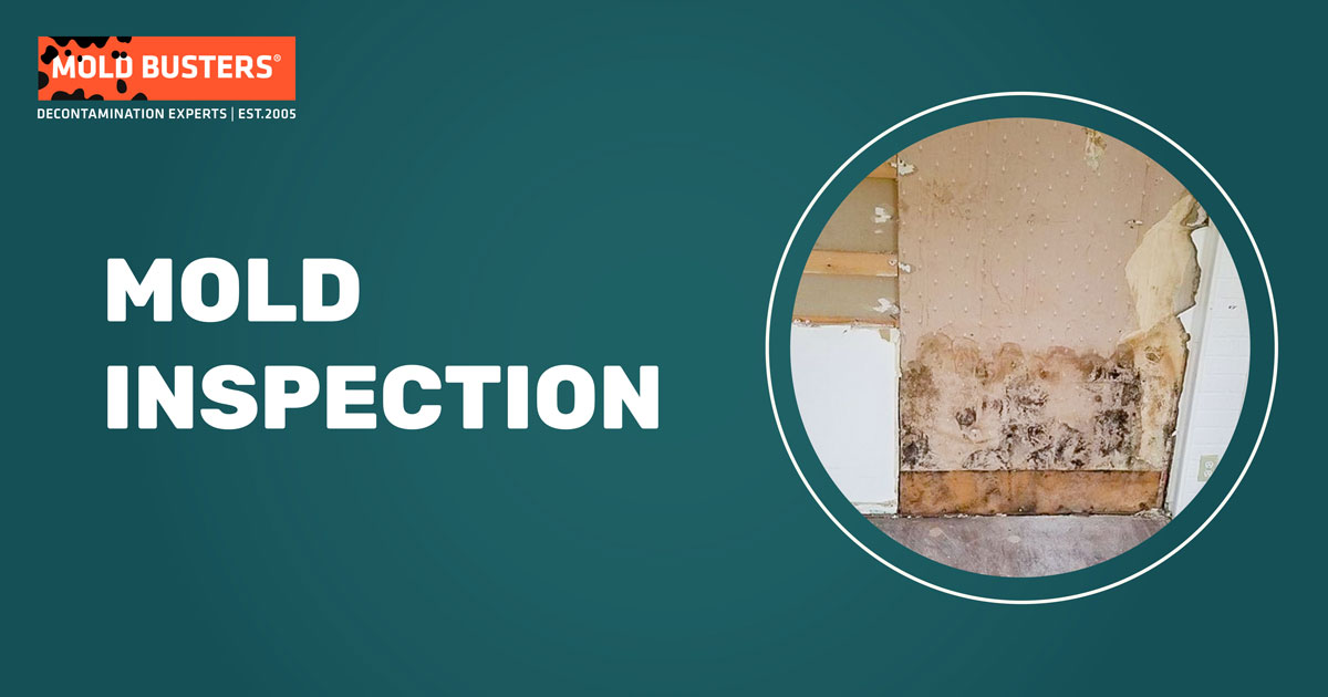 mold inspection service